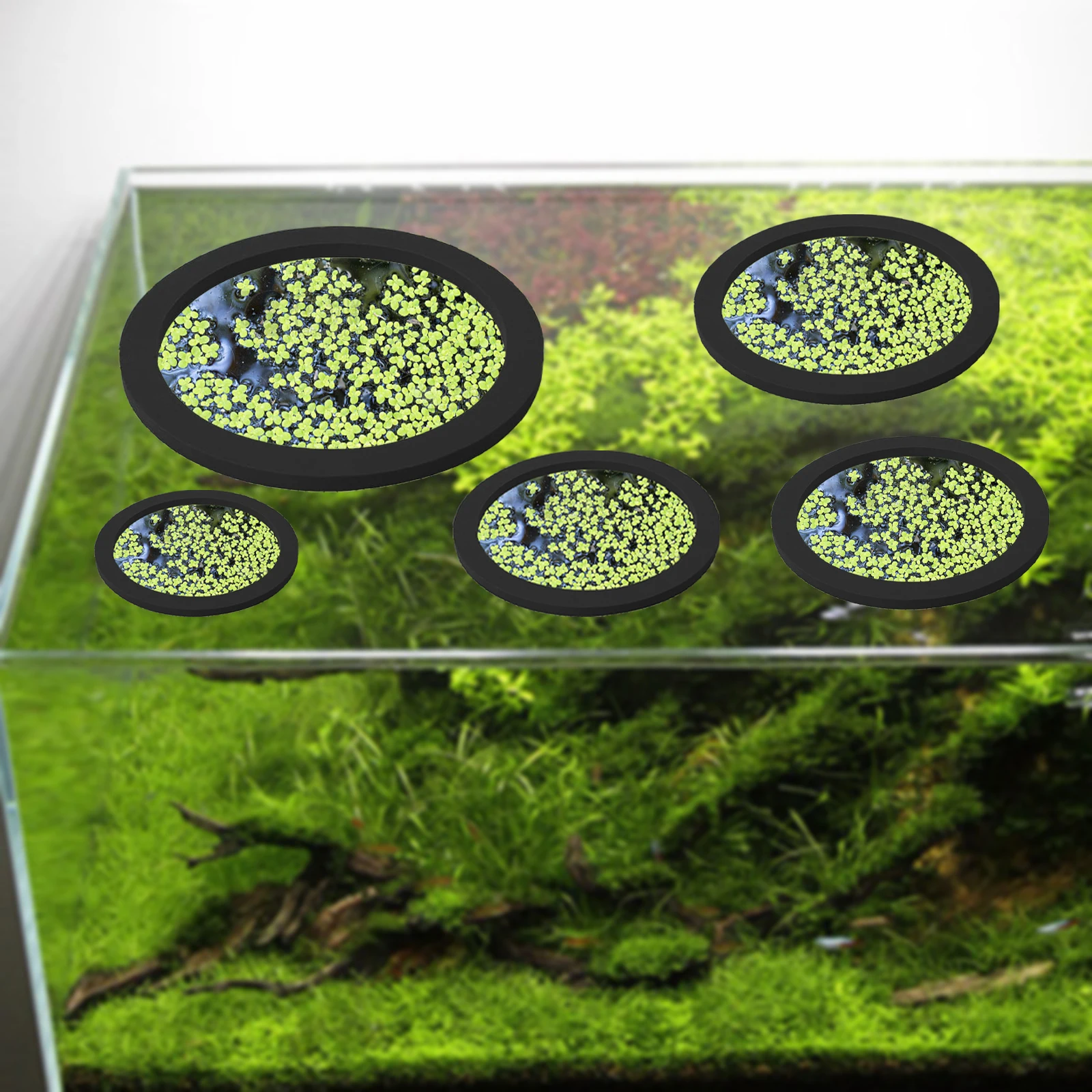 5 ชิ้น EVA ปลา Feeding แหวน Aq - Aquarium Fish Gallery บทวิจารณ์และราคา
